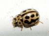 Tytthaspis sedecimpunctata Tytthaspis sedecimpunctata