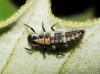 larva de coccinélido??