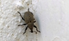 Anisorhynchus ? Anisorhynchus ?