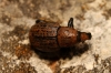 Anisorhynchus sp. Anisorhynchus sp.