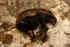 Anisorhynchus sp. Anisorhynchus sp.