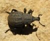 Anisorhynchus sp. Anisorhynchus sp.