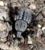 Anisorhynchus sp. Anisorhynchus sp.