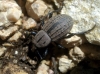Anisorhynchus sp. Anisorhynchus sp.