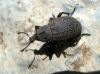 Anisorhynchus sp. Anisorhynchus sp.