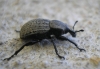 Anysorhynchus sp. Anysorhynchus sp.