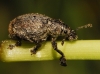 Attactagenus sp. Attactagenus sp.