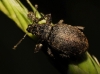 Attactagenus sp. Attactagenus sp.