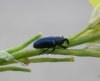 Aulacobaris sp. Aulacobaris sp.
