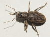 Brachyderes cf. incanus Brachyderes cf. incanus