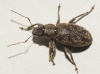 Brachyderes cf. incanus