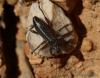 Brachyderes confusus? Brachyderes confusus?