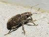 Brachyderes sp. Brachyderes sp.