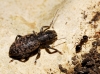 Brachyderes sp. Brachyderes sp.