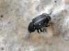 Bruchela suturalis (Fabricius, 1792)