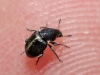 Bruchela suturalis (Fabricius, 1792)