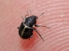 Bruchela suturalis (Fabricius, 1792)