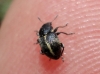Bruchela suturalis (Fabricius, 1792)