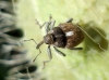 Ceutorhynchus sp. Ceutorhynchus sp.