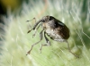 Ceutorhynchus sp. Ceutorhynchus sp.