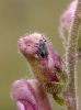Ceutorhynchus sp. Ceutorhynchus sp.