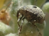 Cionus sp. Cionus sp.