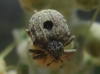 Cionus sp. Cionus sp.