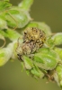 Cionus sp. Cionus sp.