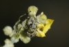Cionus sp. Cionus sp.