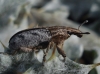 Cleonis pigra (Scopoli, 1763)