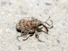 Coeliodes sp. Coeliodes sp.