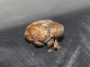 Coeliodes sp. Coeliodes sp.