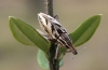 Conicleonus nigrosuturatus Conicleonus nigrosuturatus