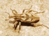 Coniocleonus excoriatus Coniocleonus excoriatus