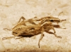 Coniocleonus excoriatus Coniocleonus excoriatus