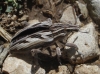 Coniocleonus nigrosuturatus Coniocleonus nigrosuturatus