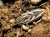 Coniocleonus nigrosuturatus Coniocleonus nigrosuturatus