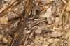 Coniocleonus sp. Coniocleonus sp.