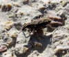 Coniocleonus sp. Coniocleonus sp.