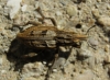 Coniocleonus sp. Coniocleonus sp.