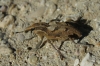 Coniocleonus sp. Coniocleonus sp.