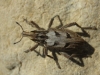 Coniocleonus sp. Coniocleonus sp.