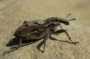 Coniocleonus sp. Coniocleonus sp.
