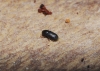 Crypturgus mediterraneus Eichhoff, 1871 Crypturgus mediterraneus Eichhoff, 1871