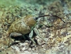 Curculio ? Curculio ?