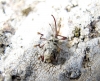 Curculio sp. Curculio sp.