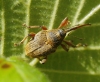 Curculio nucum Curculio nucum