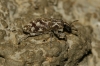 Cyphocleonus dealbatus Cyphocleonus dealbatus