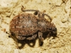 Donus sp. Donus sp.