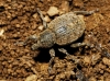Donus sp.?